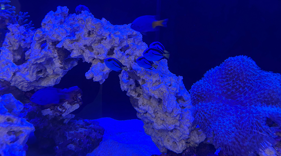 Fish in salt water aquarium