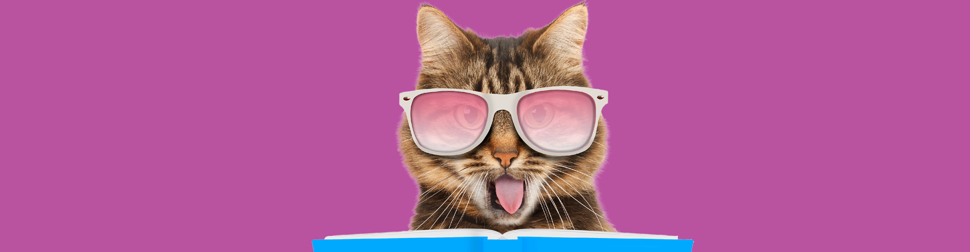 cat wearing sunglasses holding book